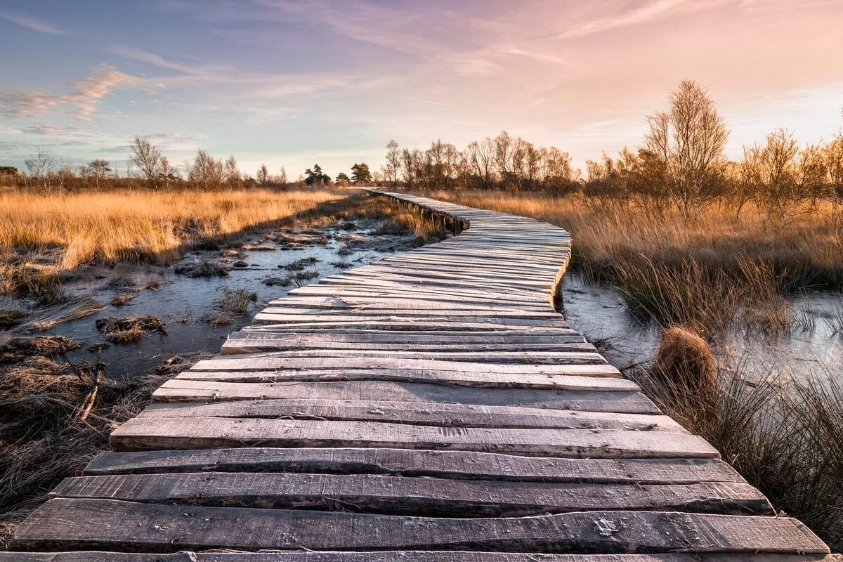 Een houten knuppelpad dat bij zonsopkomst door het veenmoeras van Nationaal Park De Groote Peel slingert, tussen het rietgras en het open water