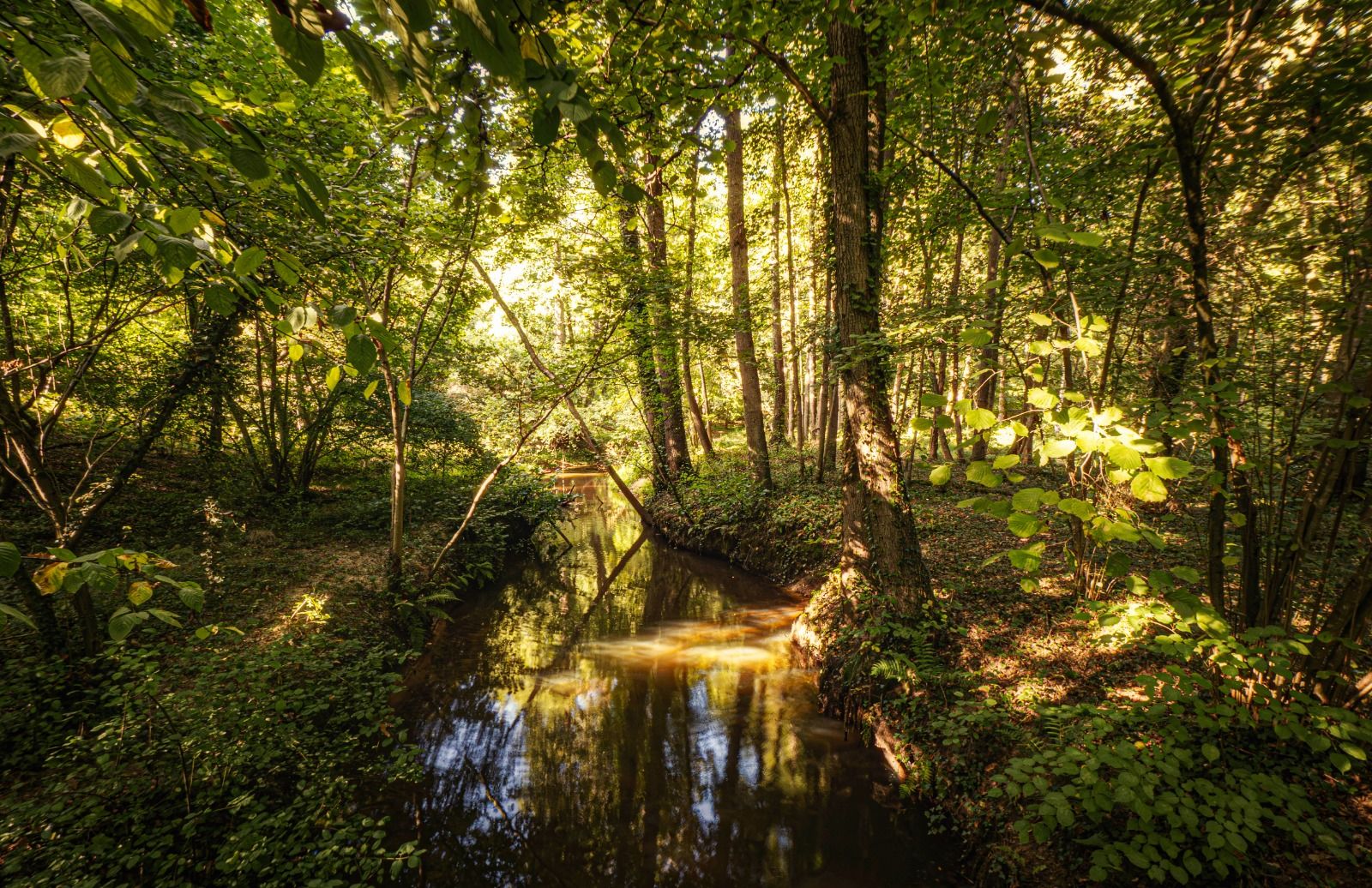 Een beek die door het loofbos van natuurgebied het Leudal stroomt, met tegenlicht door de bladeren en weerspiegeling in het water