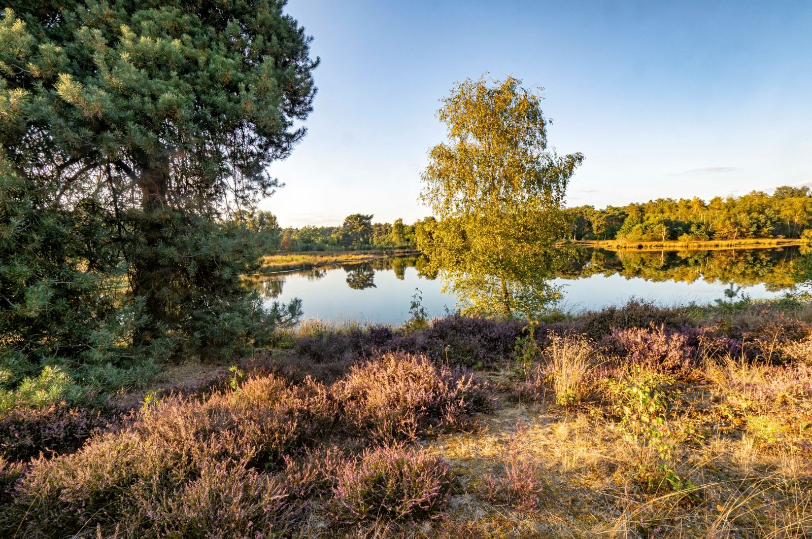 Bloeiende paarse heide aan de rand van een ven in Nationaal Park De Meinweg, met een berk en dennenbos in het avondlicht